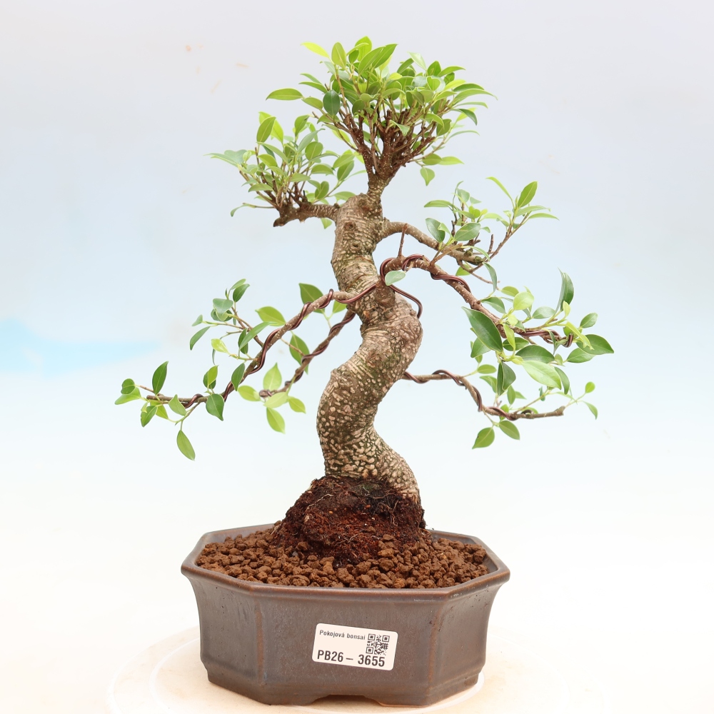Zimmerbonsai - Ficus kimmen - Kleinblättriger Ficus