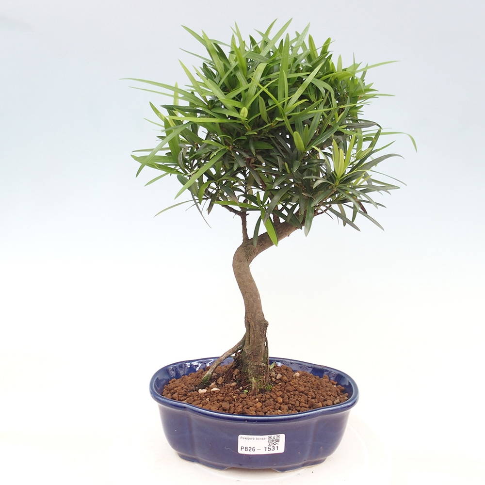 Zimmerbonsai - Podocarpus - Stein-Eibe