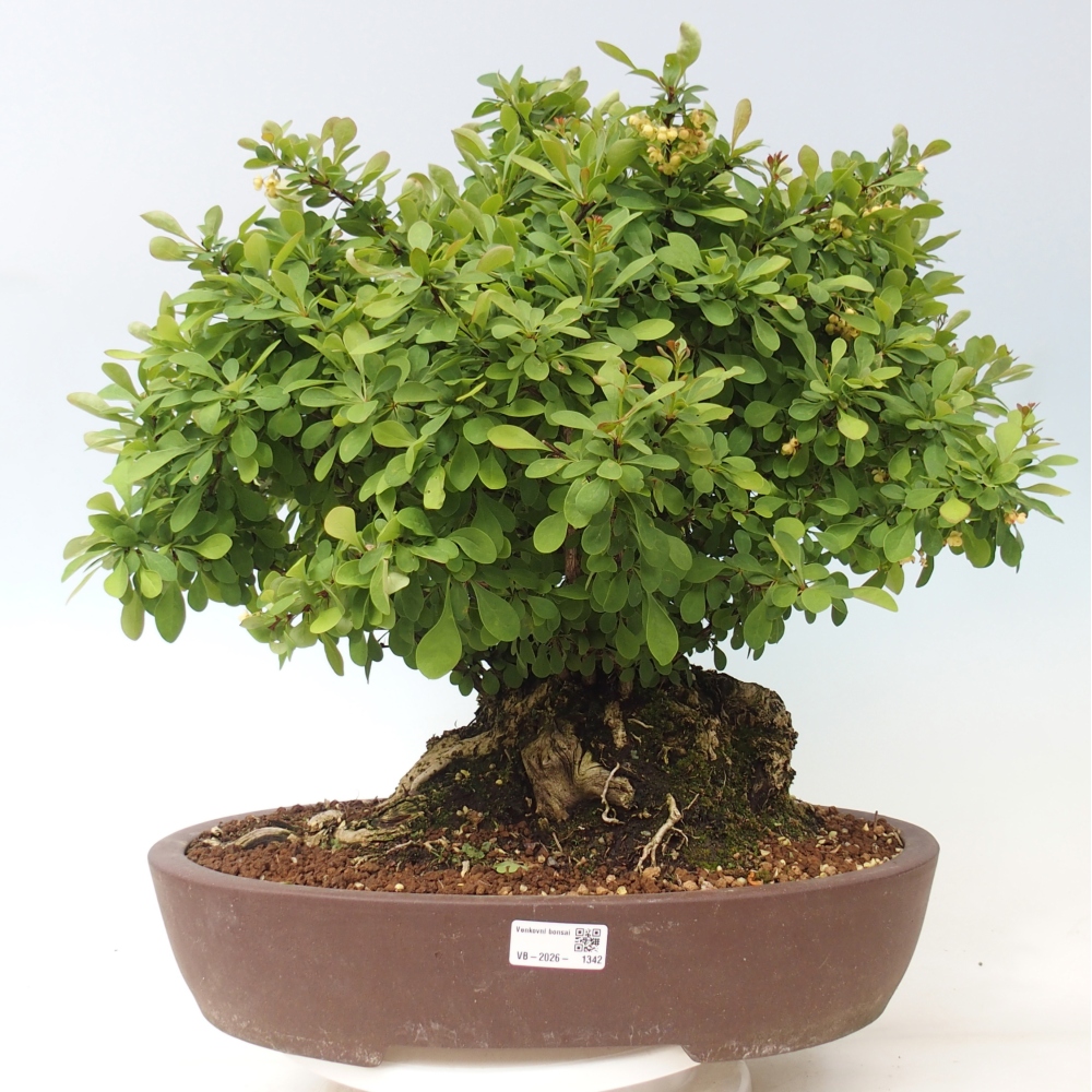 Bonsai für draußen - Berberitze - Berberis thunbergii atropurpurea