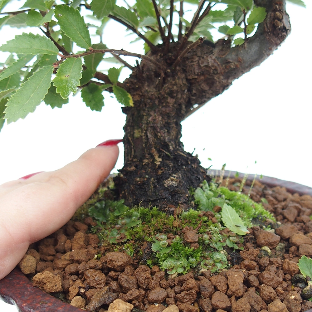 Bonsai für draußen - Zelkova - Zelkova NIRE