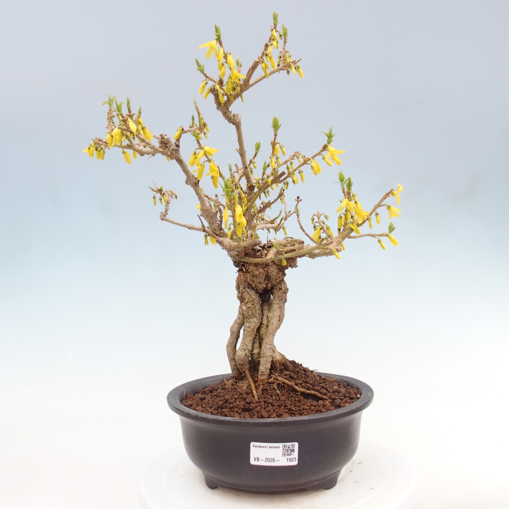 Bonsai für draußen - Zlatice - Forsythia koreana