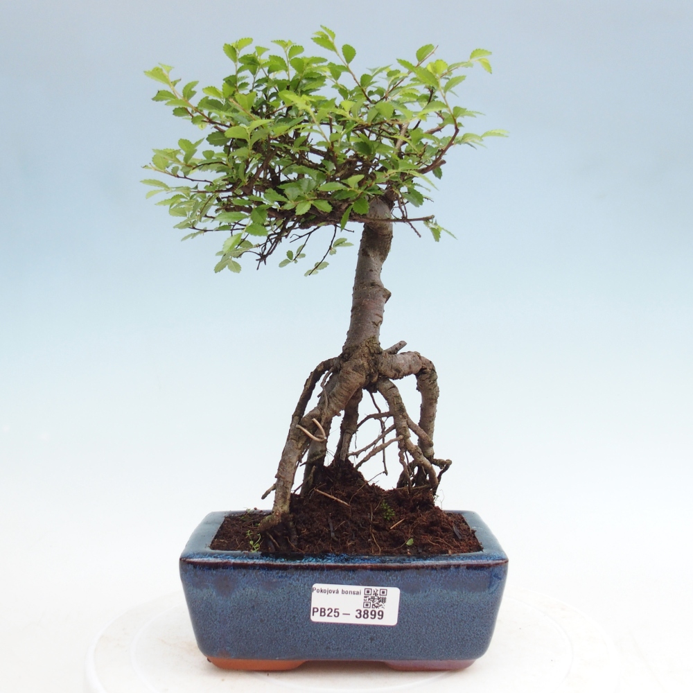 Zimmerbonsai - Ulmus parvifolia - Kleinblättrige Ulme
