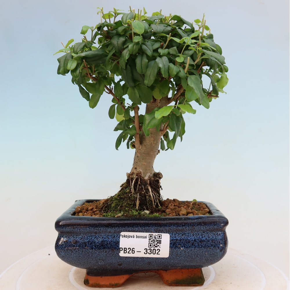 Zimmer Bonsai -Ligustrum chinensis - Vogelschnabel