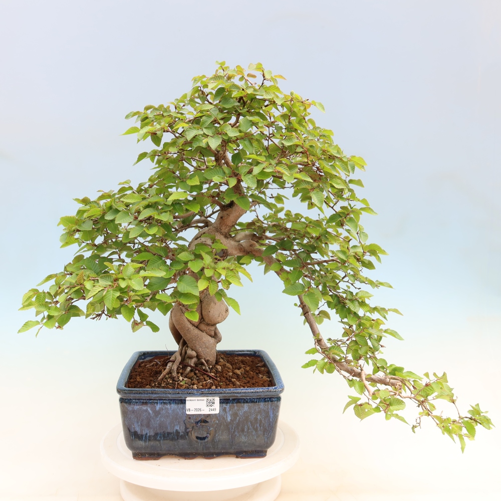 Bonsai für draußen - Karpinus Coreana - Koreanische Hainbuche