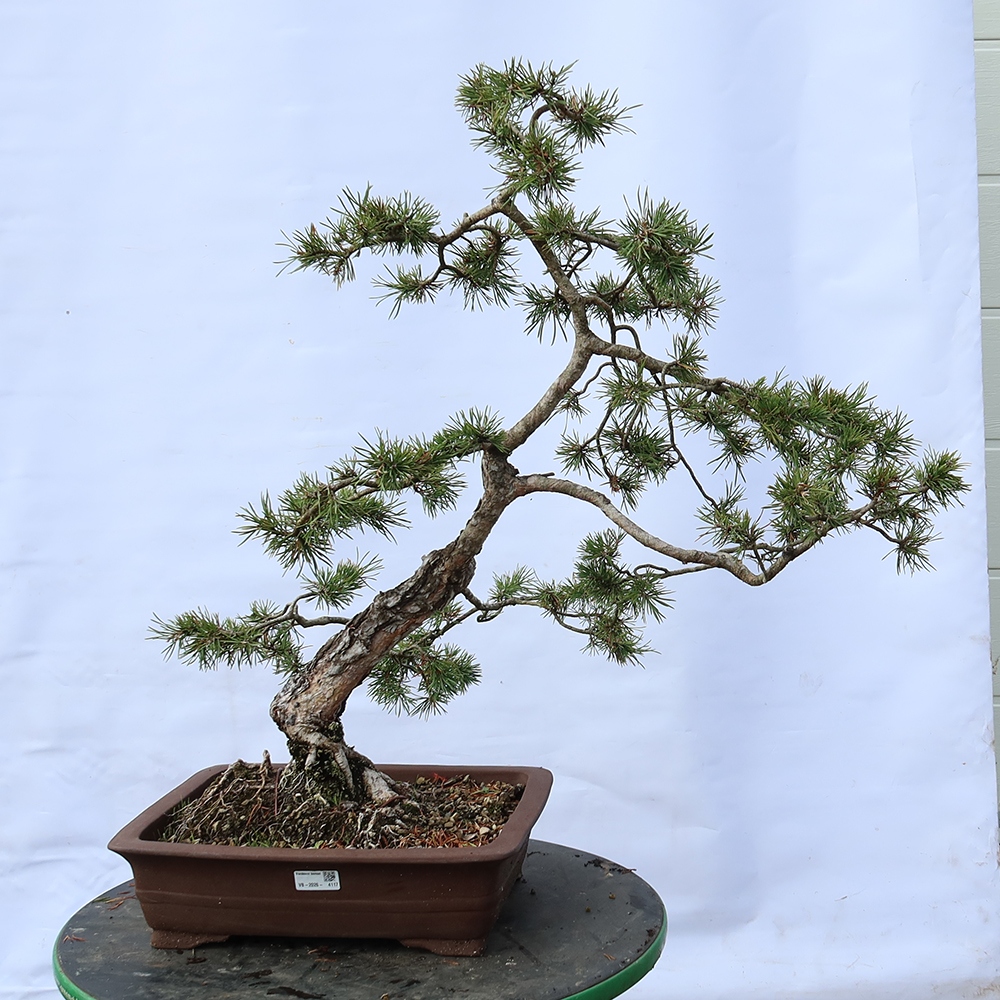 Pinus sylvestris Spanien – Waldkiefer