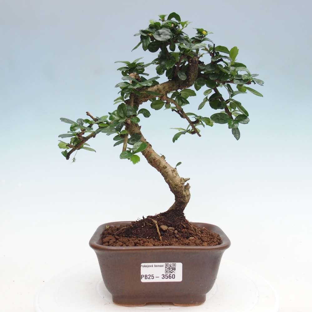 Zimmer-Bonsai - Carmona macrophylla - Tee-Fuki