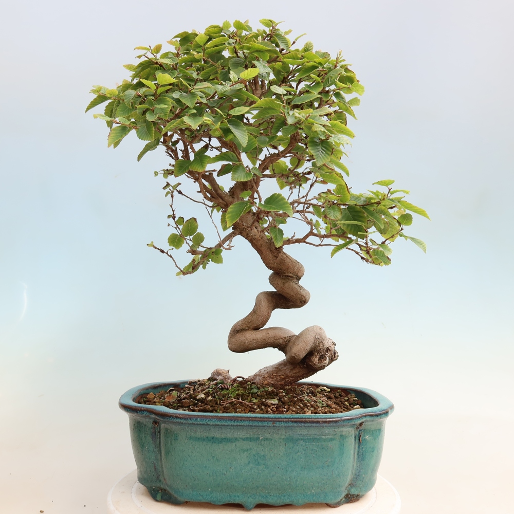 Bonsai für draußen -Carpinus CARPINOIDES - Koreanische Hainbuche