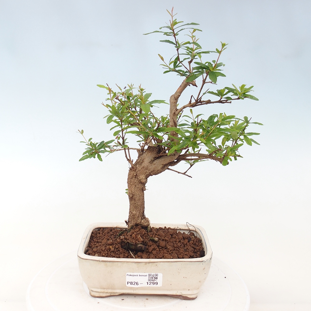 Zimmer-Bonsai-PUNICA granatum nana-Apfel-Granatapfel
