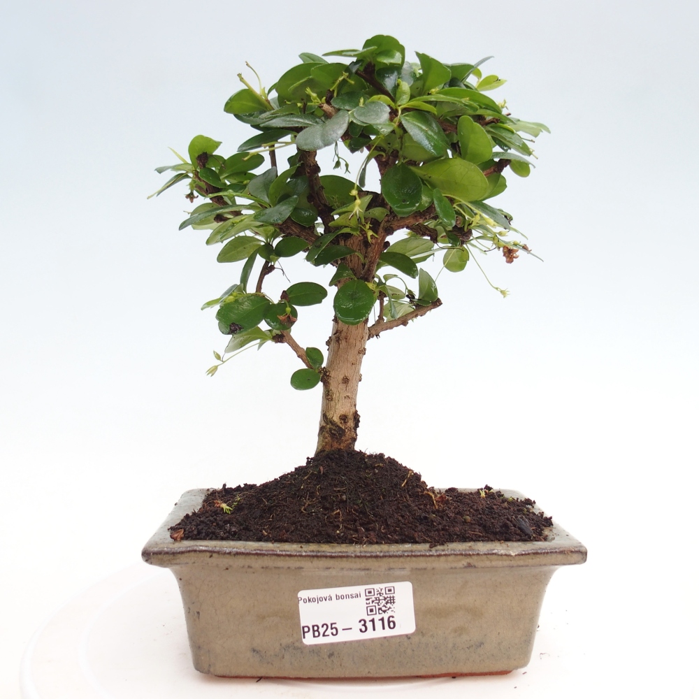 Zimmer-Bonsai - Carmona macrophylla - Tee-Fuki