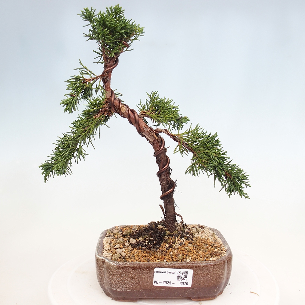 Bonsai für draußen - Juniperus chinensis Kishu