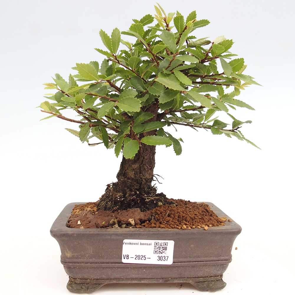 Bonsai für draußen - Zelkova - Zelkova NIRE