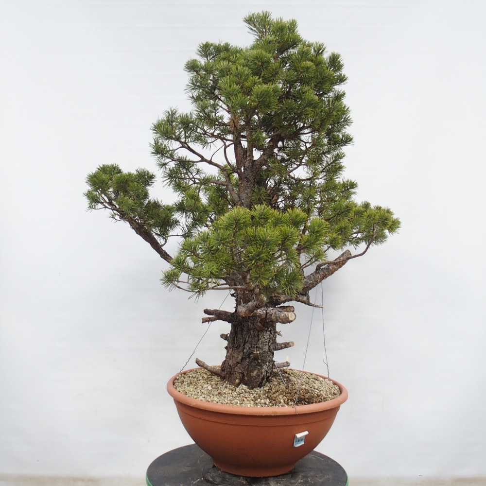 Yamadori - Pinus sylvestris Spanien