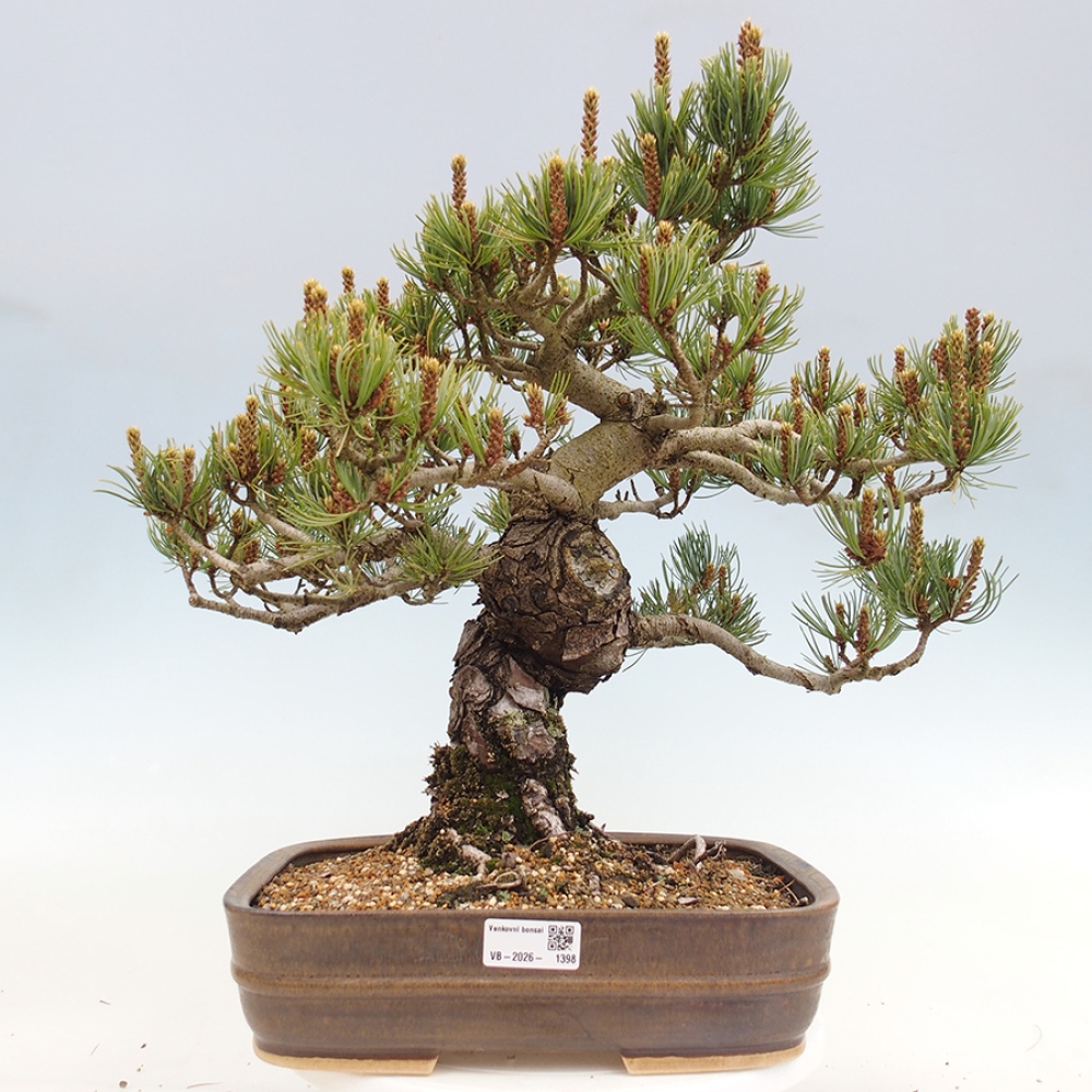Bonsai für draußen - Pinus parviflora - Pinus parviflora