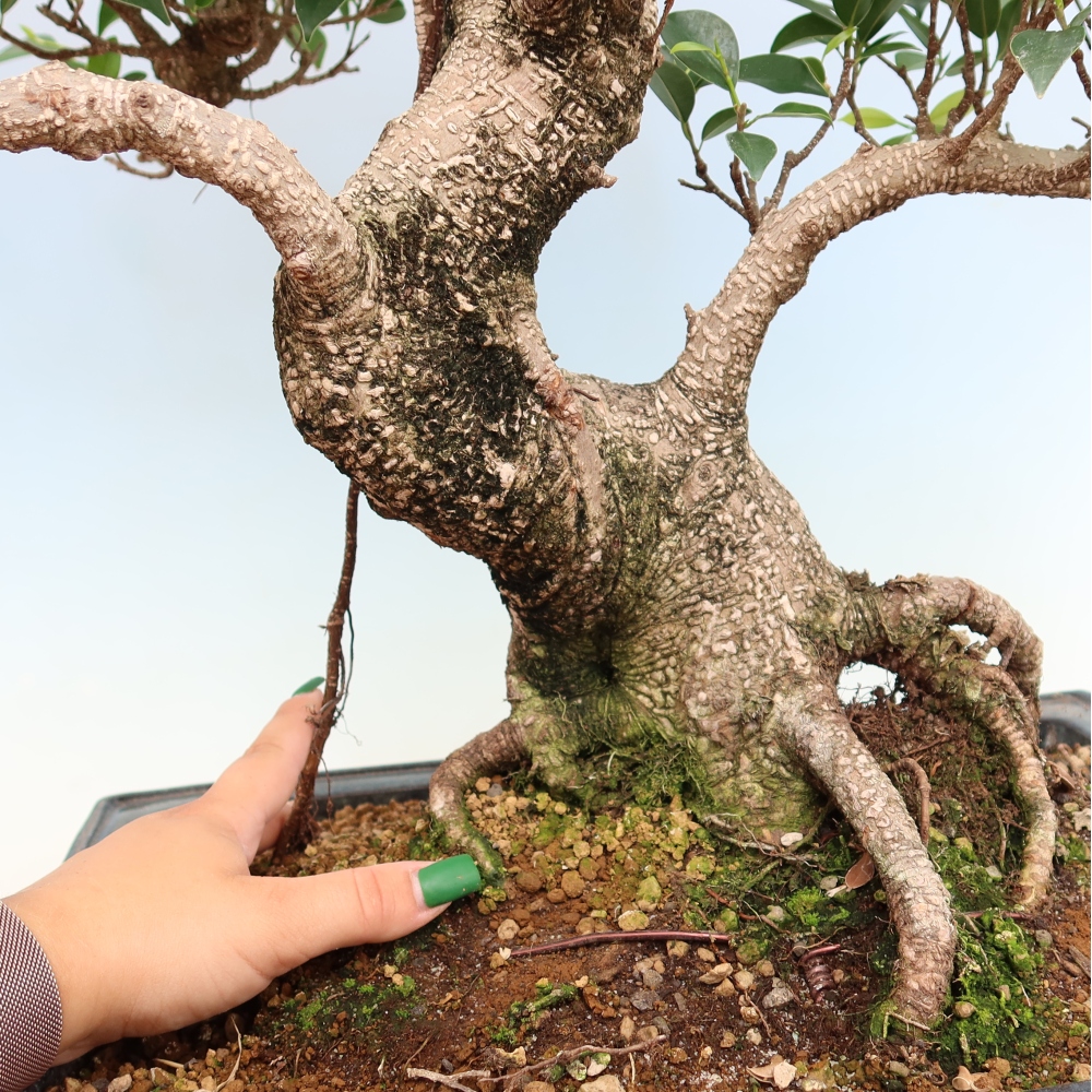 Zimmerbonsai - Ficus kimmen - Kleinblättriger Ficus