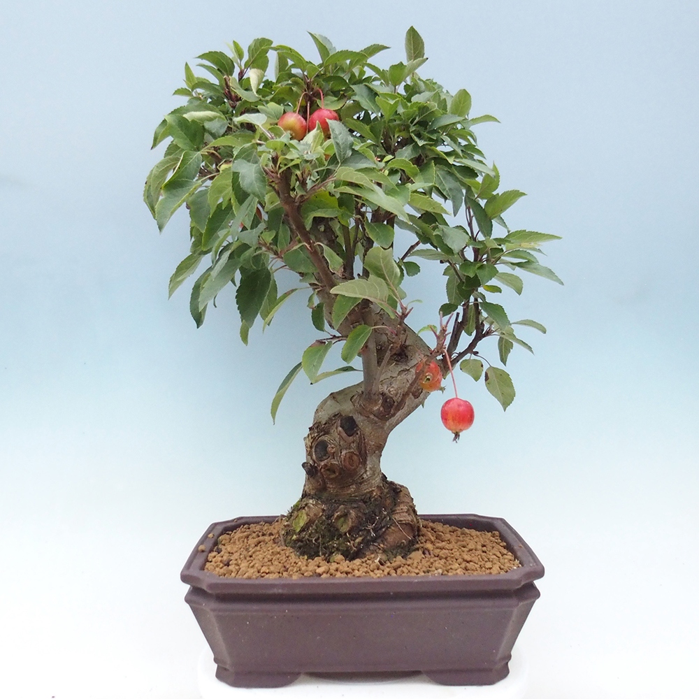 Outdoor-Bonsai -Malus halliana - Kleinfrüchtiger Apfelbaum
