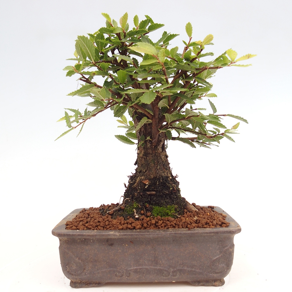 Bonsai für draußen - Zelkova - Zelkova NIRE