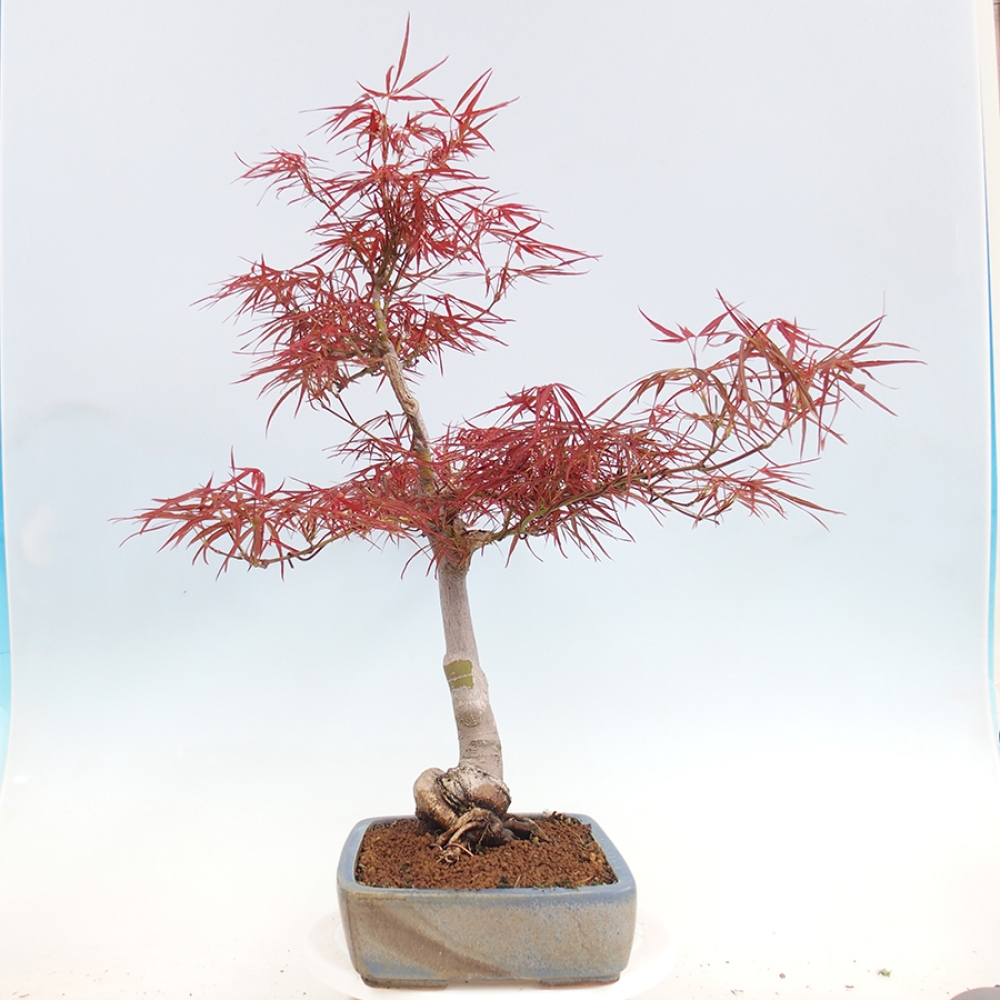 Bonsai für draußen - Acer palmatum RED PYGMY
