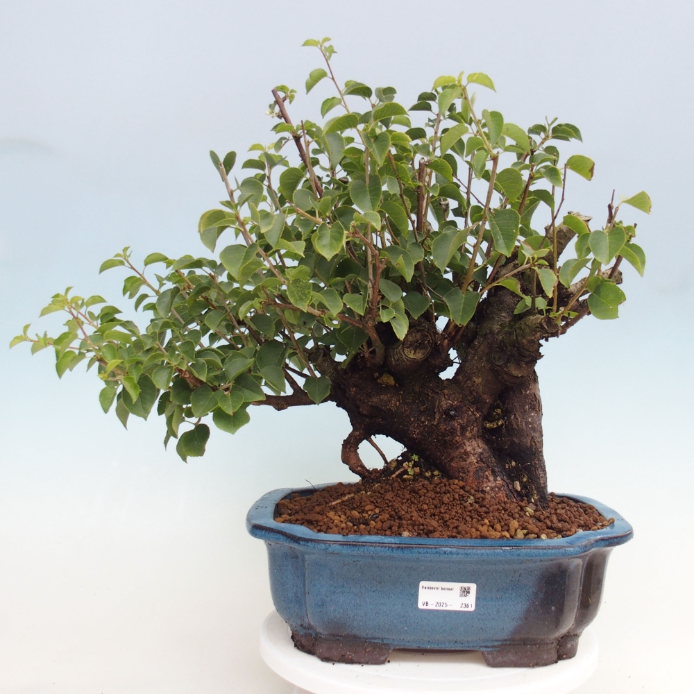 Bonsai für draußen - Mahalebka - Prunus mahaleb