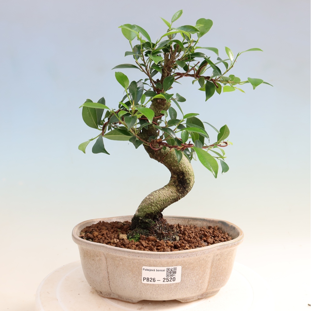 Zimmerbonsai - Ficus retusa - Kleinblättriger Ficus