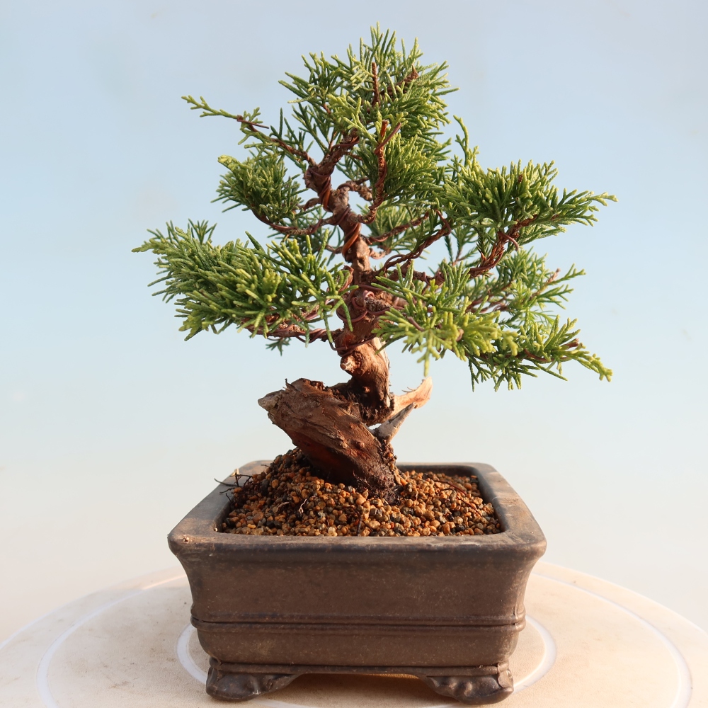 Bonsai für draußen - Juniperus chinensis Itoigawa