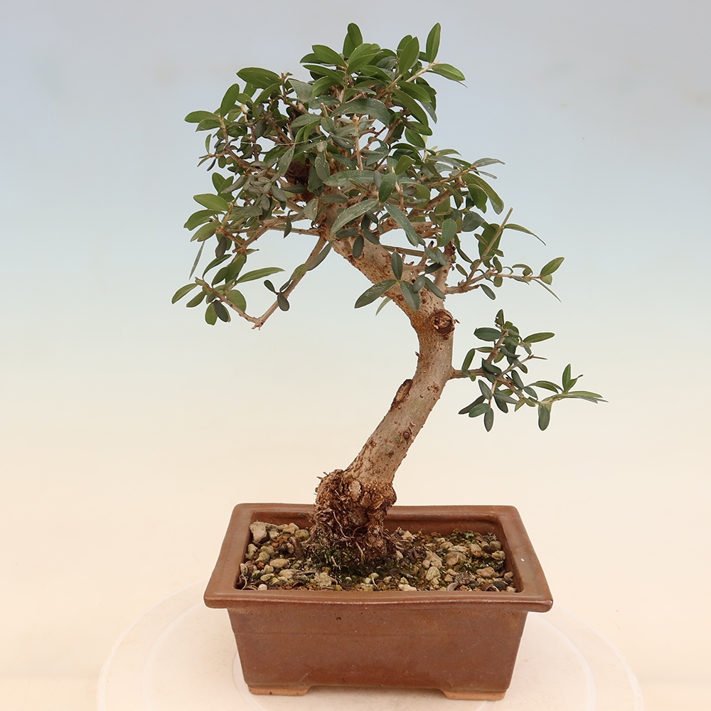 Zimmerbonsai - Olea europaea sylvestris