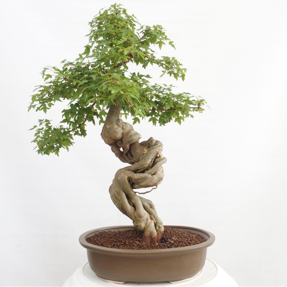 Bonsai für draußen - Acer Buergerianum - Bergahorn