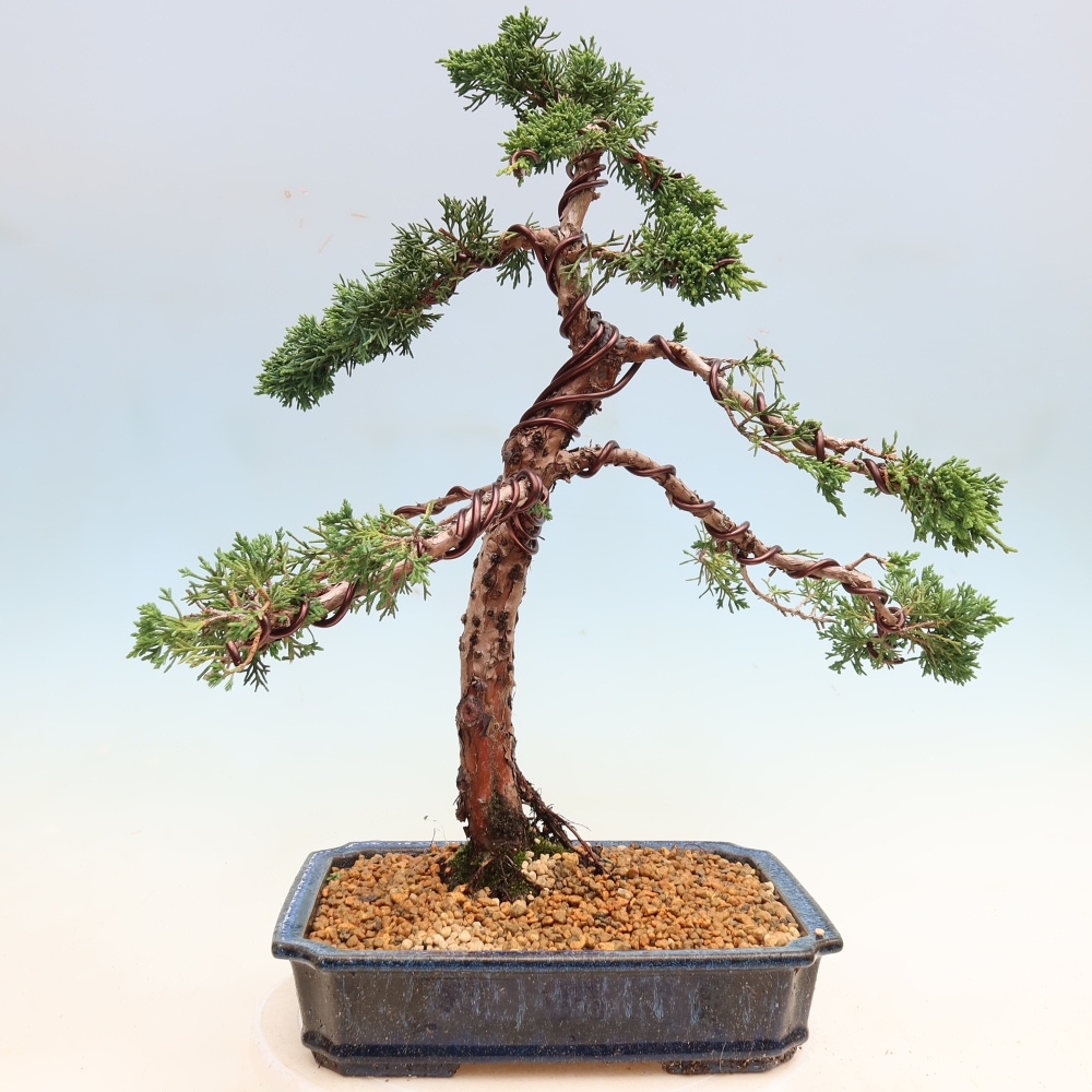 Bonsai für draußen - Juniperus chinensis Kishu