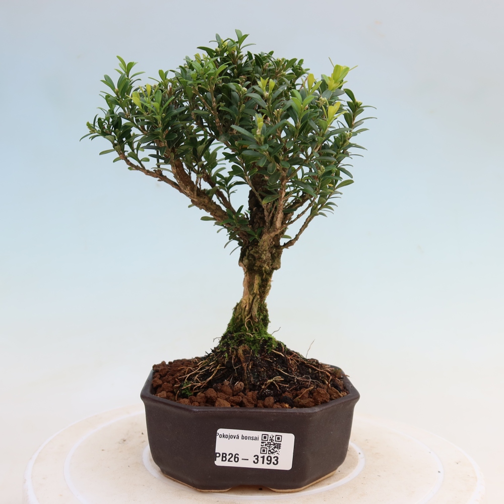 Zimmer Bonsai - Buxus harlandii - Korkbuxus