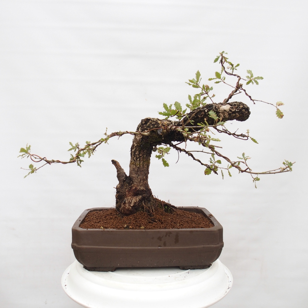 Yamadori - Quercus Ilex - Eichenstechpalme