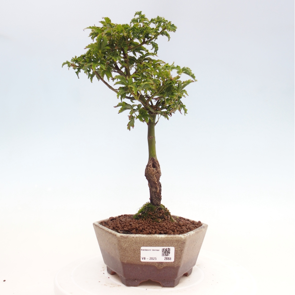 Bonsai für draußen -Javor-Palme Acer palmatum Shishigashira