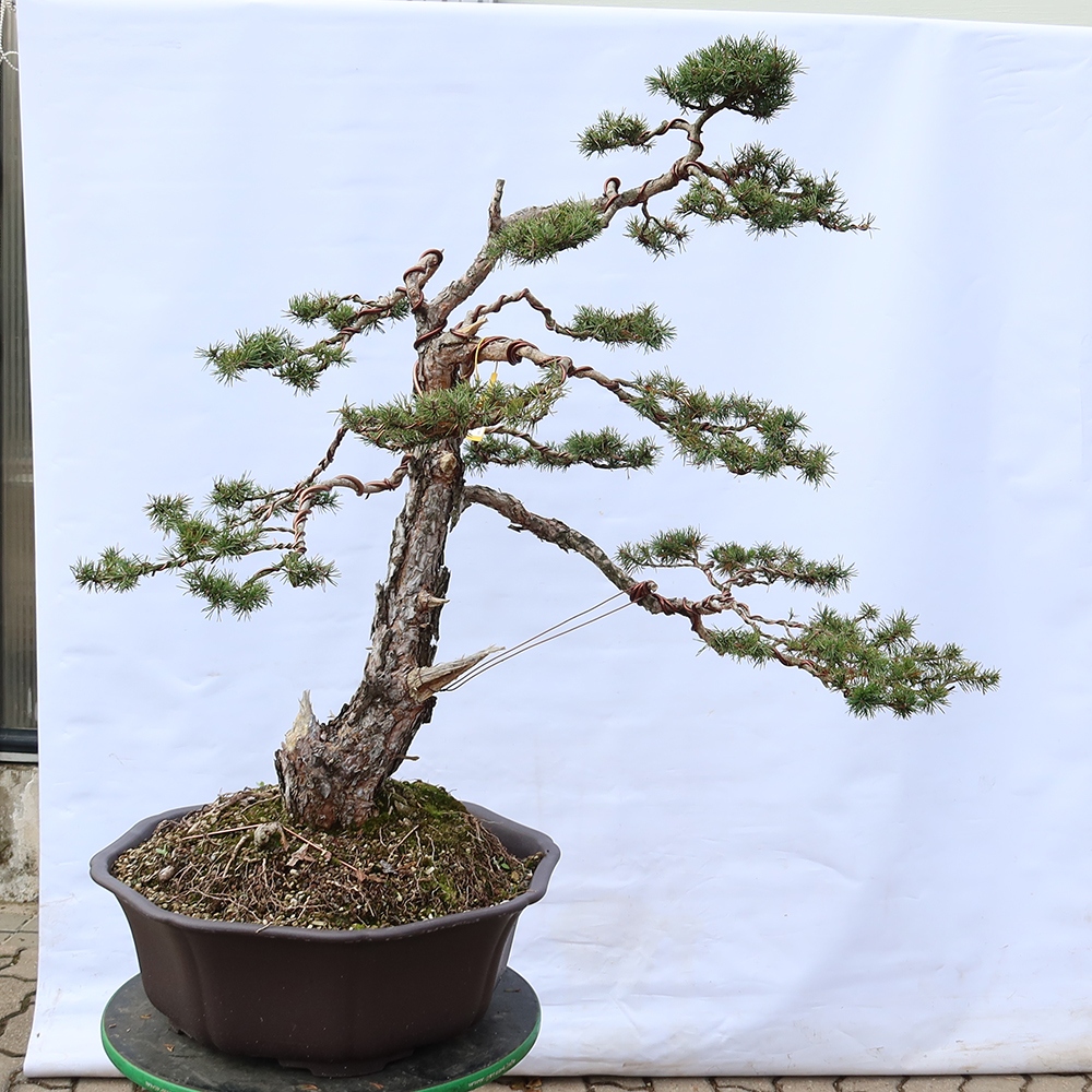 Pinus sylvestris Spanien – Waldkiefer
