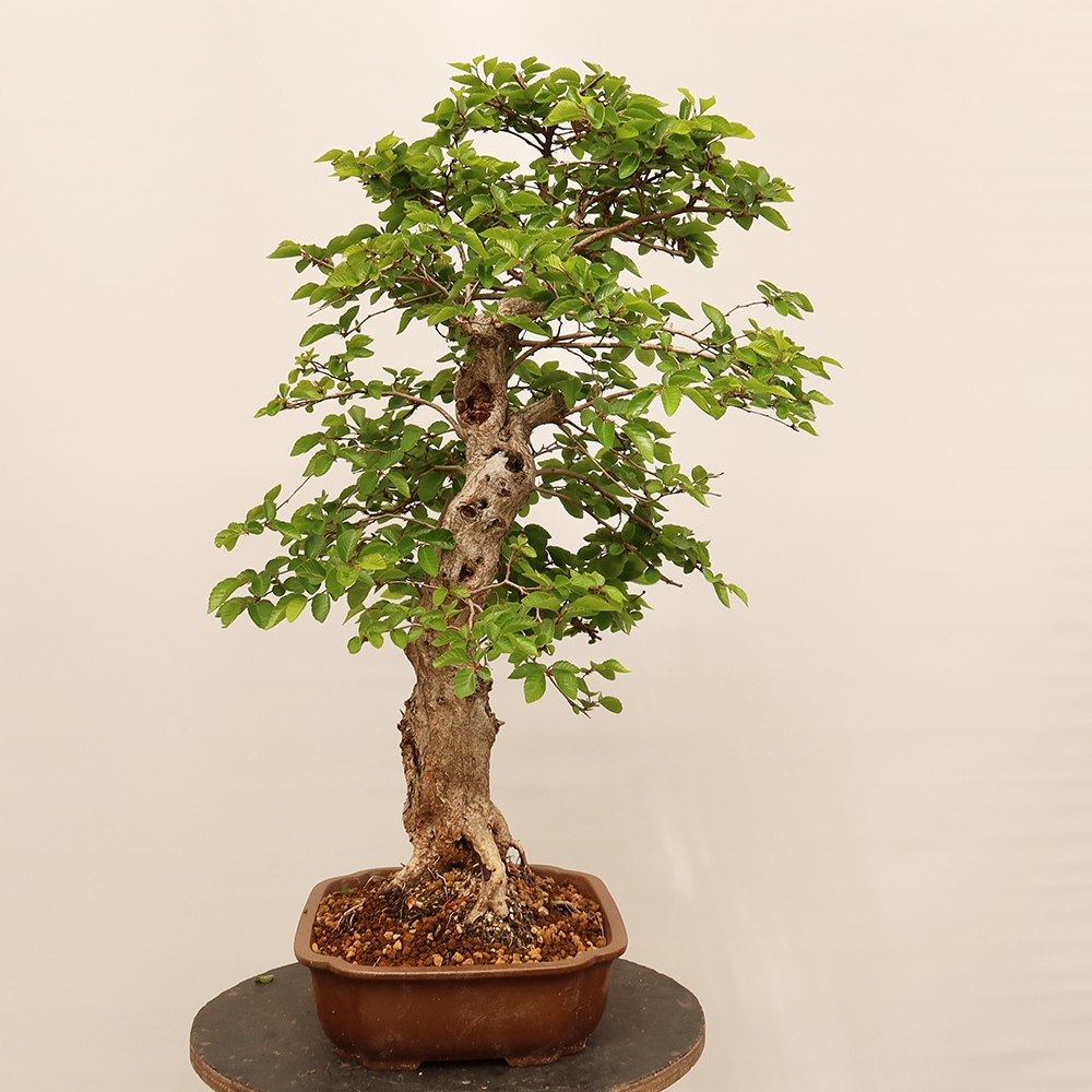 Bonsai für draußen - Karpinus Coreana - Koreanische Hainbuche