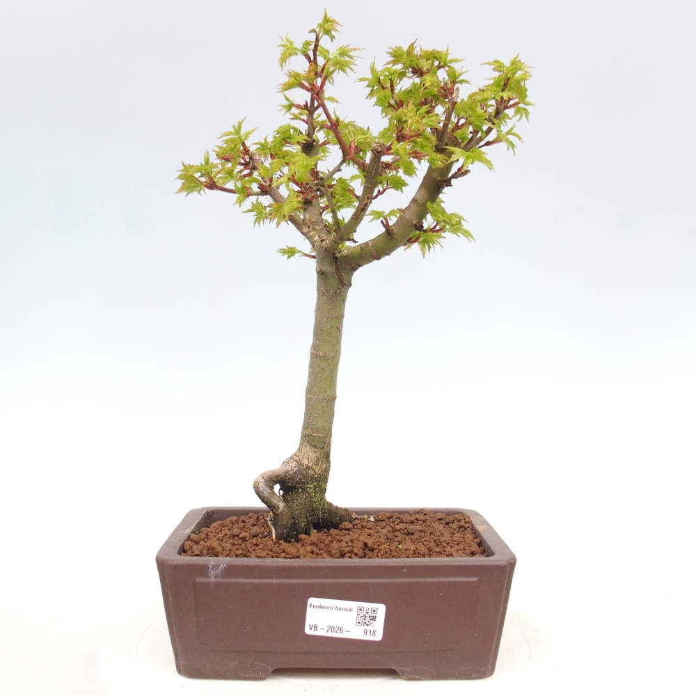 Bonsai für draußen -Javor-Palme Acer palmatum Shishigashira