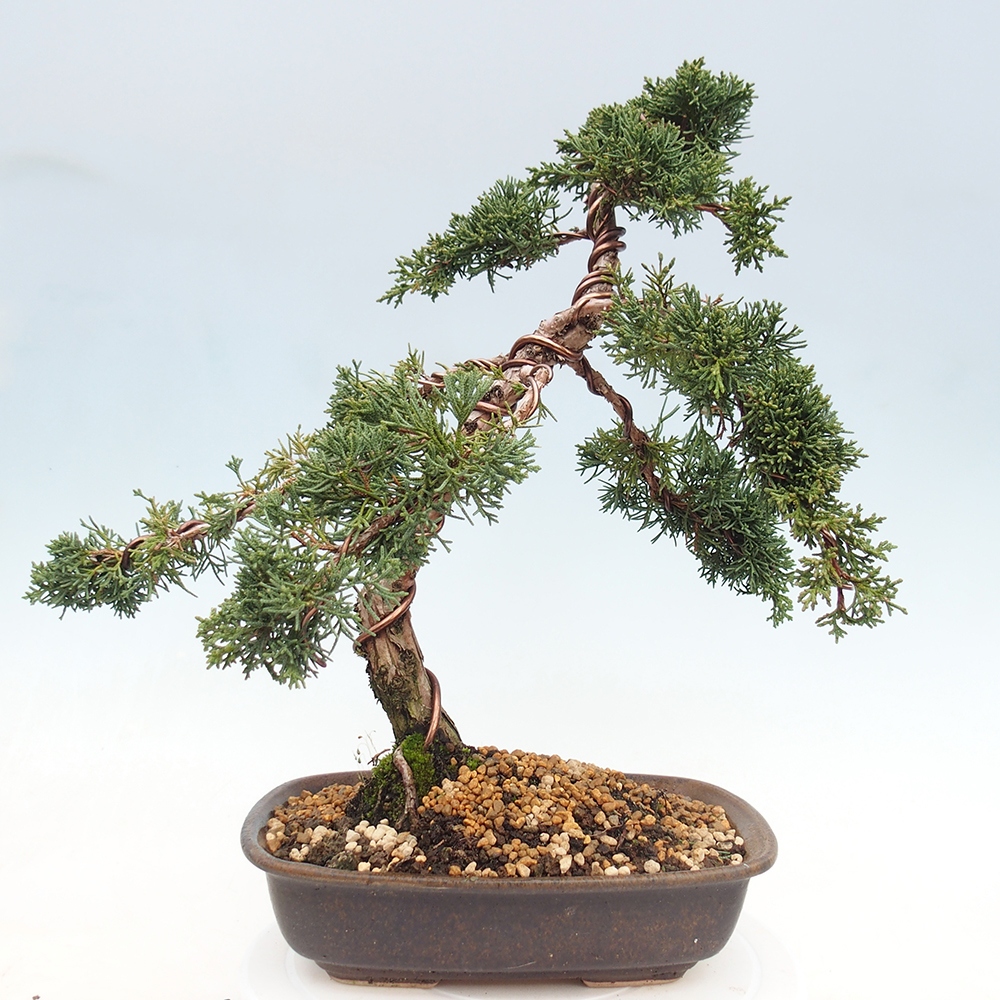 Bonsai für draußen - Juniperus chinensis Kishu