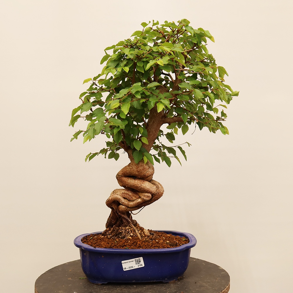 Bonsai für draußen - Karpinus Coreana - Koreanische Hainbuche