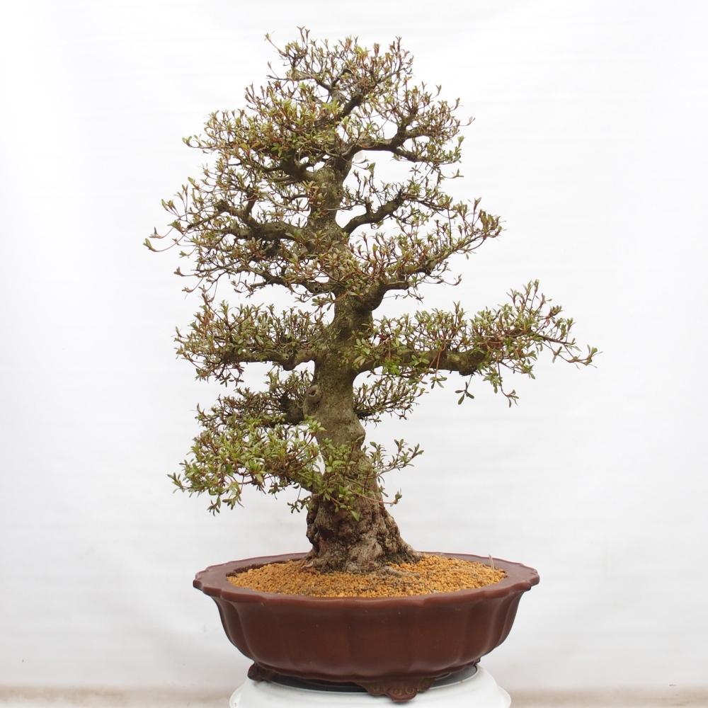 Bonsai für draußen - Japanische Azalee - Azalee Kinu-no-Hikari
