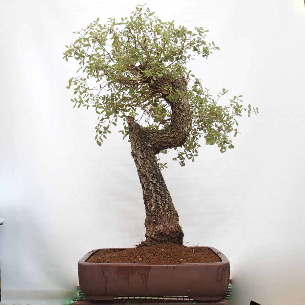 Yamadori - Quercus Ilex - Eichenstechpalme