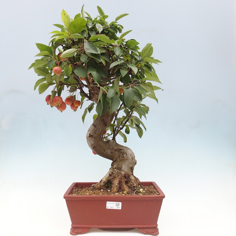 Outdoor-Bonsai -Malus halliana - Kleinfrüchtiger Apfelbaum
