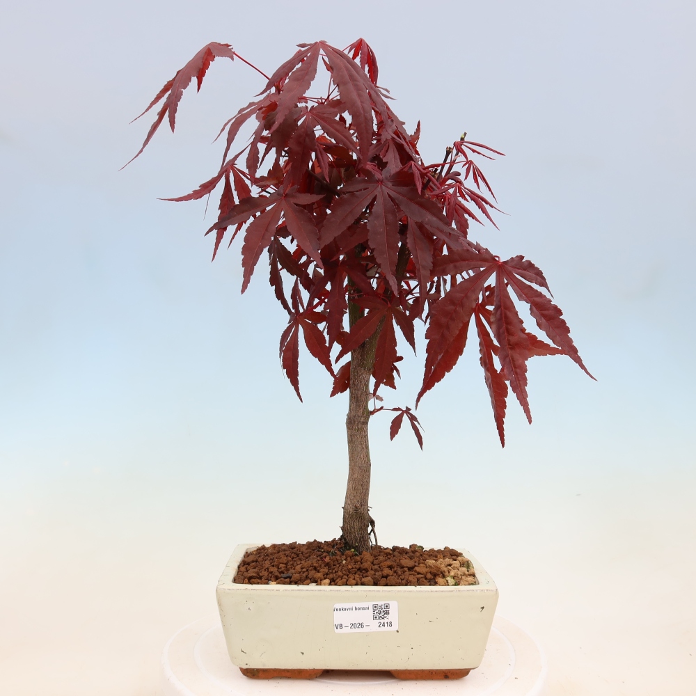Bonsai für draußen - Acer-Palme. Atropurpureum-Javor palmate