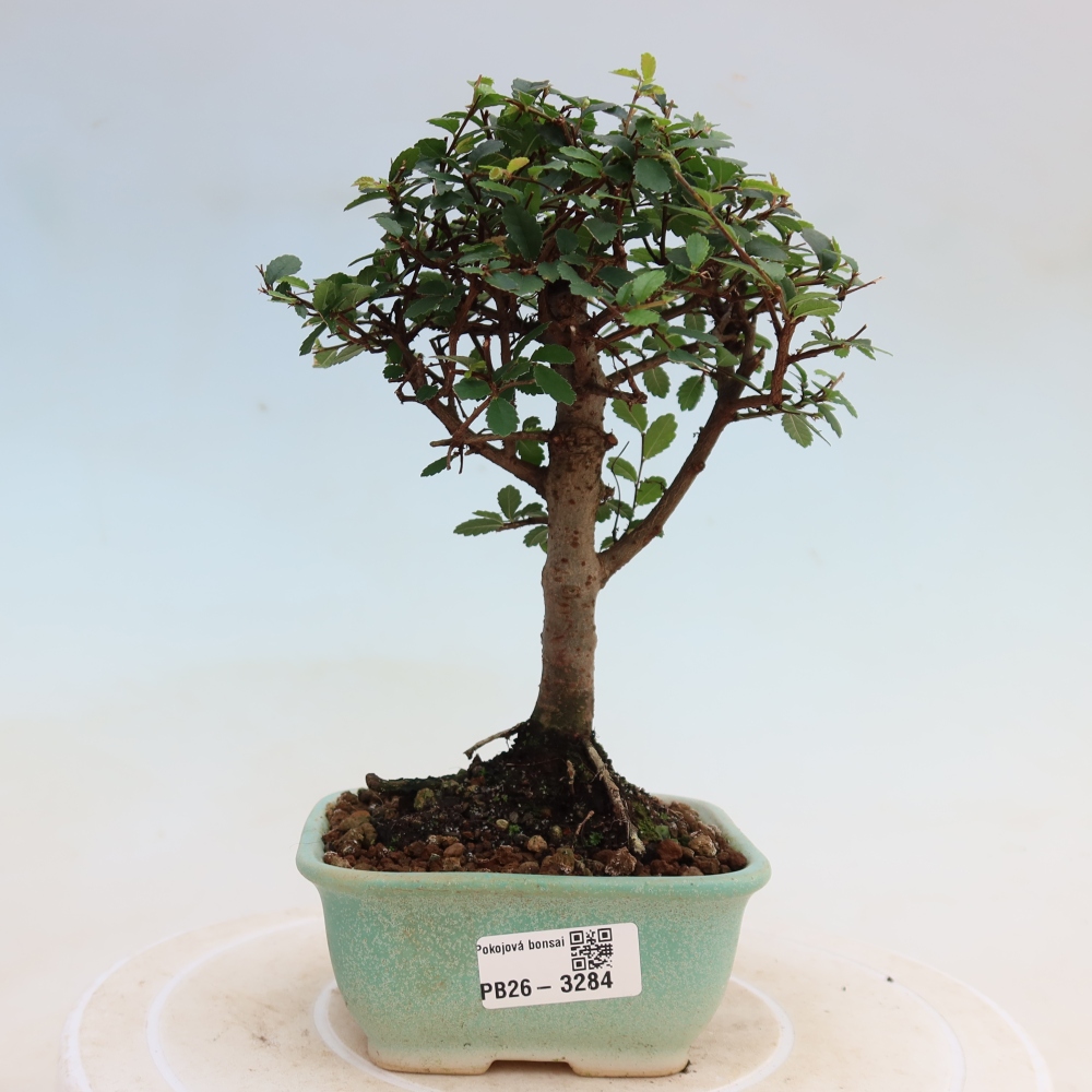 Zimmerbonsai - Ulmus parvifolia - Kleinblättrige Ulme