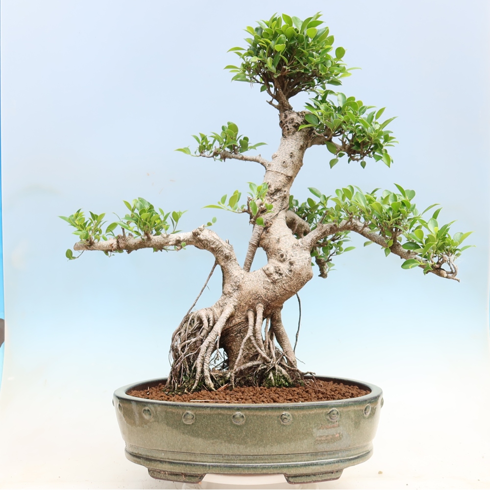 Zimmerbonsai - Ficus kimmen - Kleinblättriger Ficus