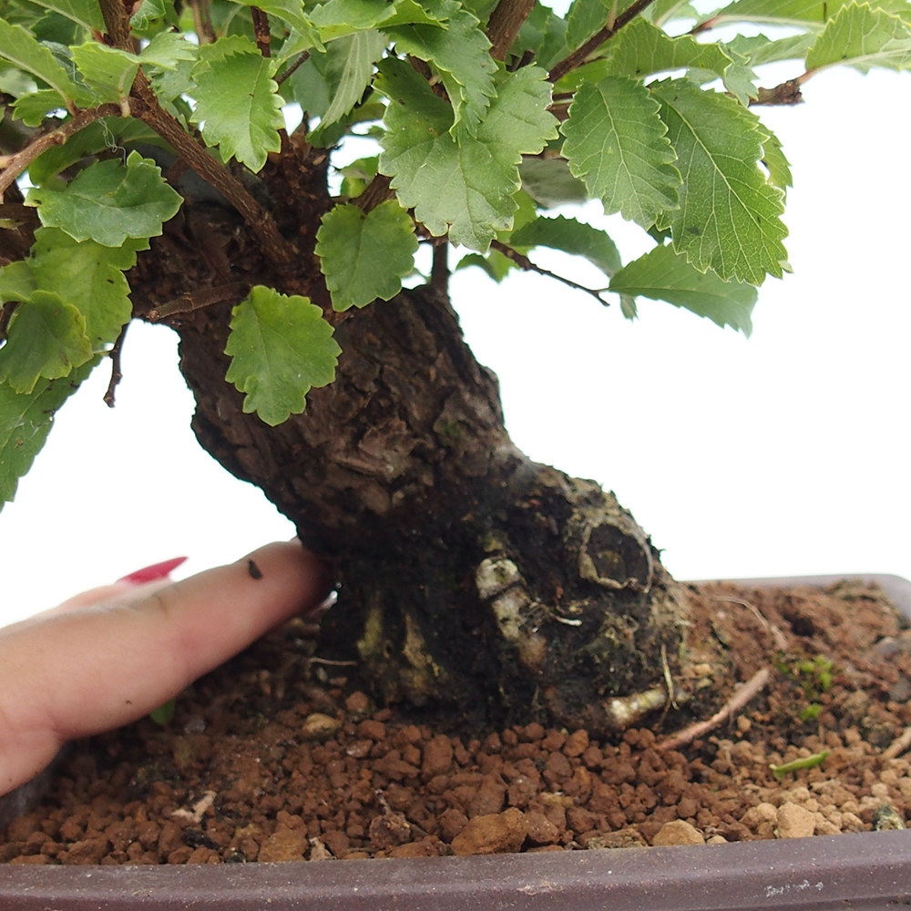 Bonsai für draußen - Zelkova - Zelkova NIRE