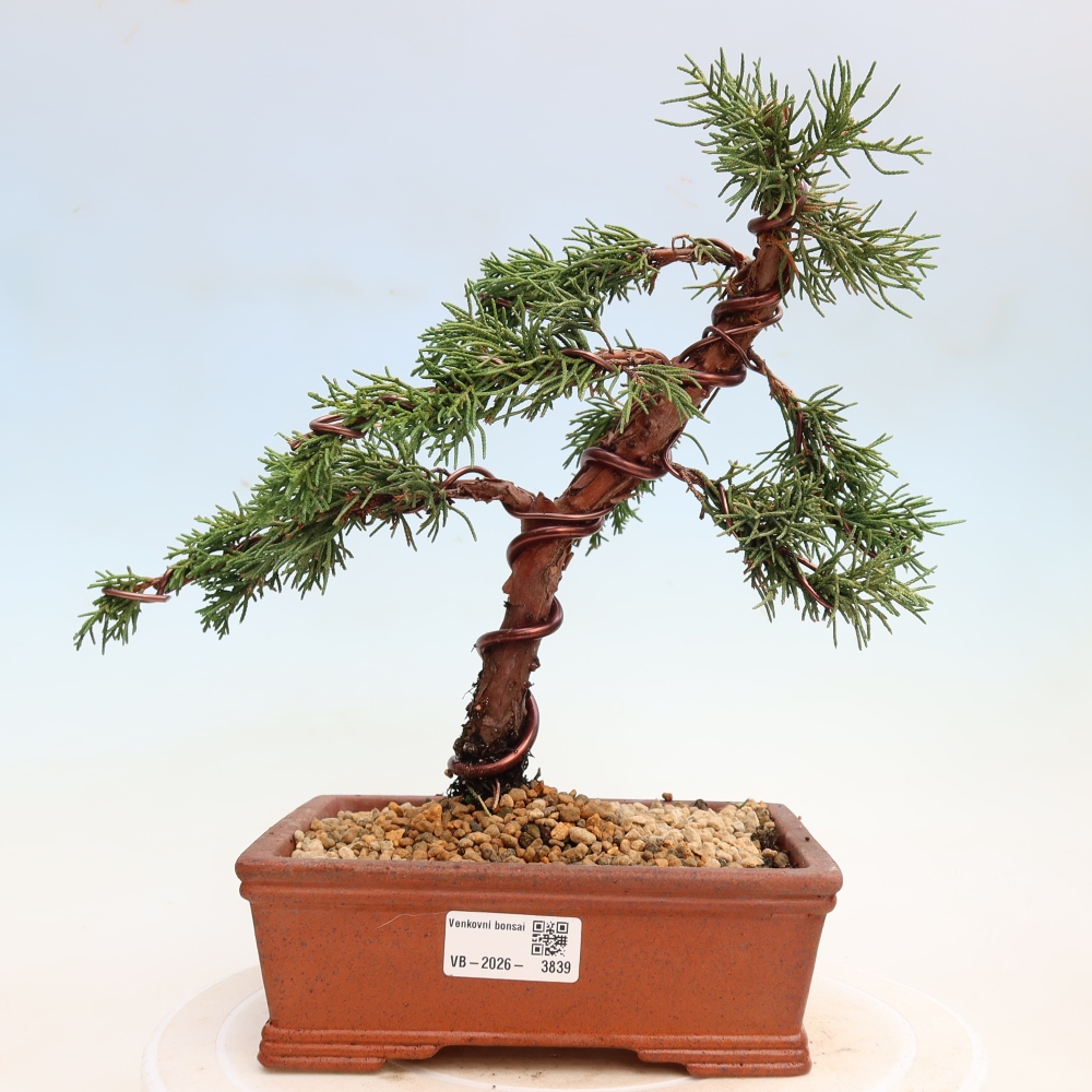 Bonsai für draußen - Juniperus chinensis Kishu