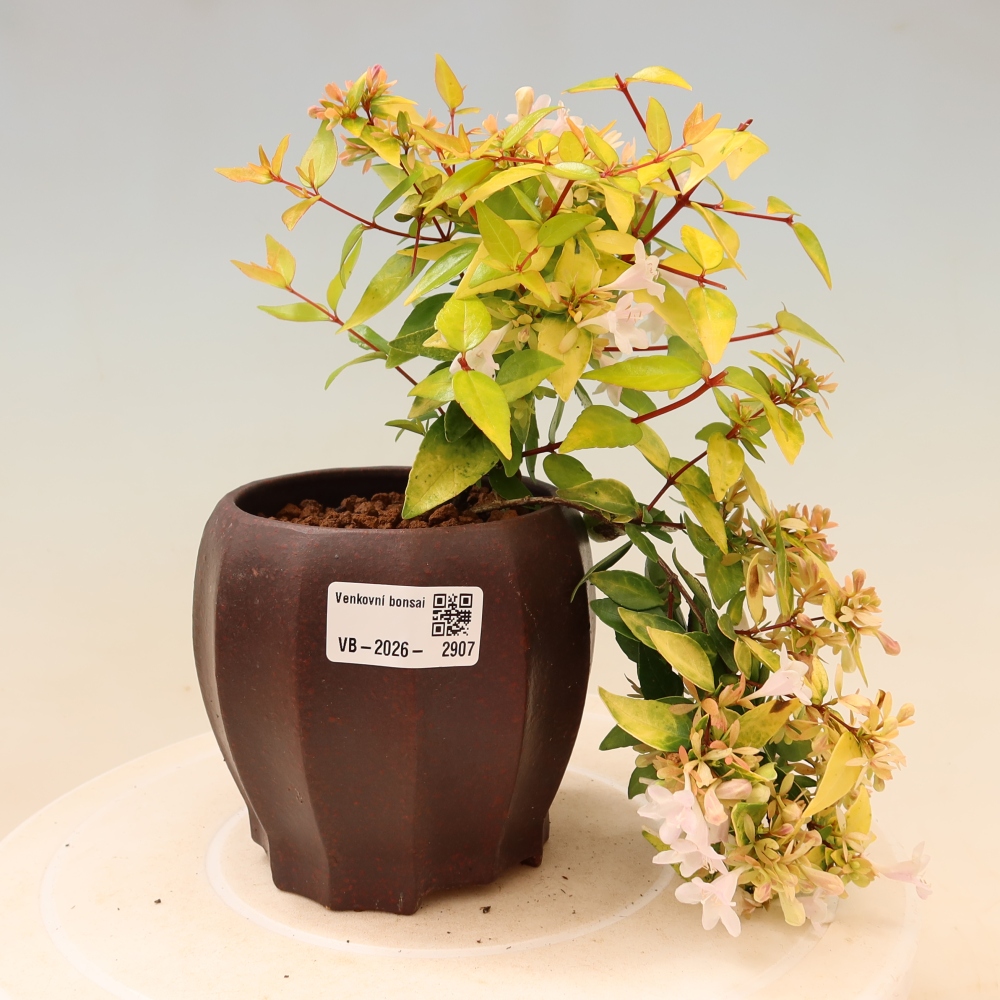 Bonsai für den Außenbereich – Abelia gr. Kleidoscope – Großblumige Abelie