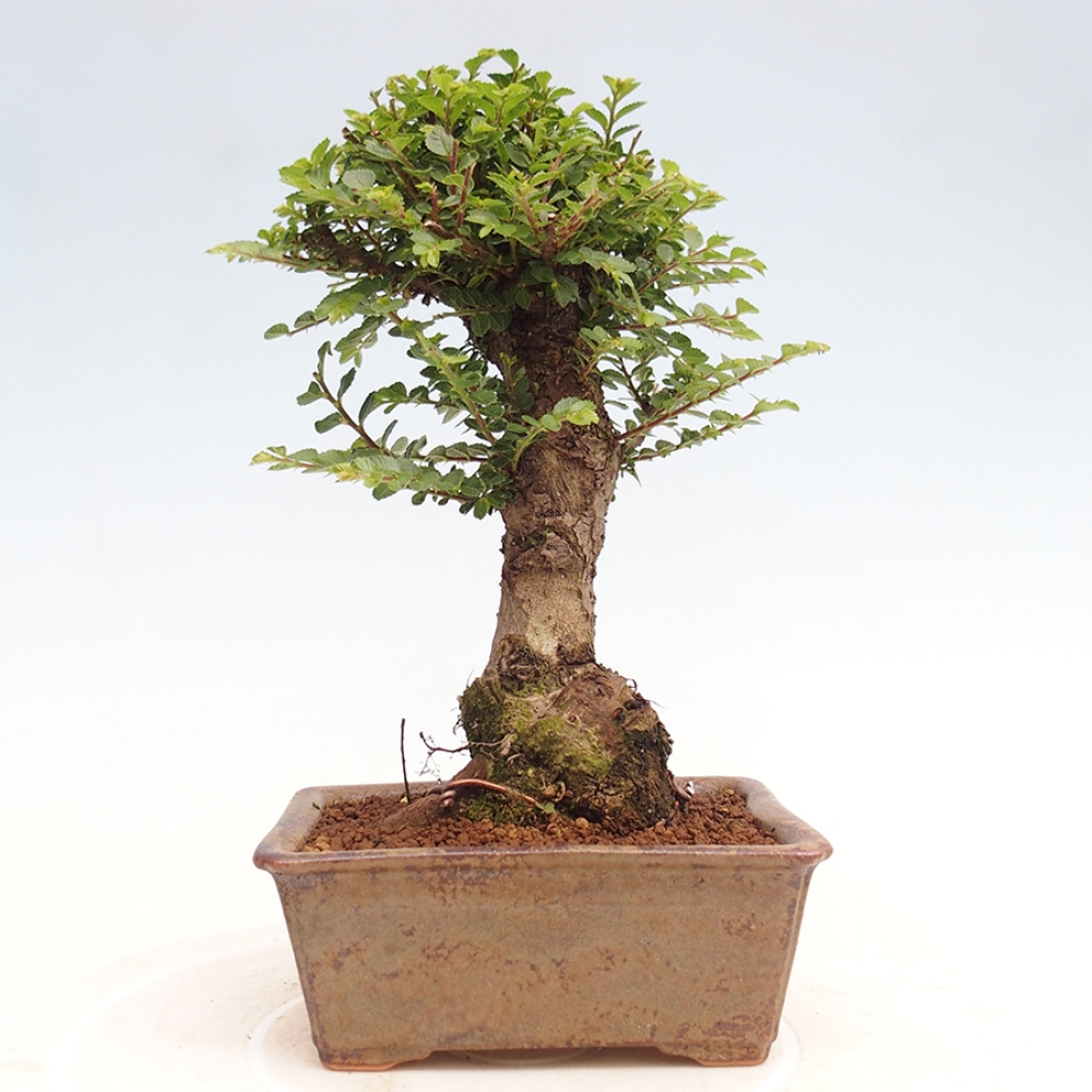 Bonsai für draußen - Ulmus parvifolia Hokkaido - Chinesische Ulme