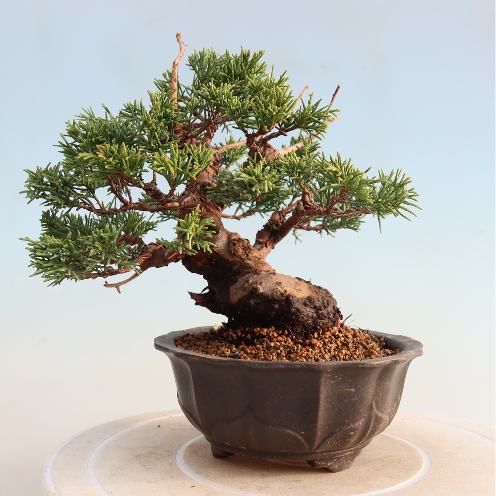 Bonsai für draußen - Juniperus chinensis Itoigawa