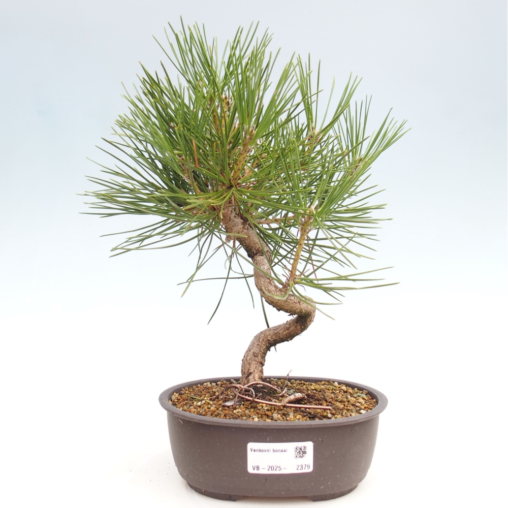 Bonsai für draußen - Pinus thunbergii - Thunberg-Kiefer