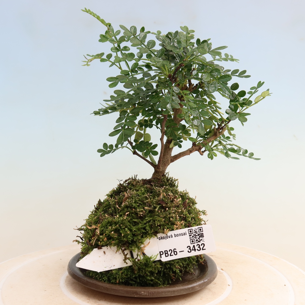 Kokedama mit Untersetzer – Zantoxylum piperitum – Pfefferbaum