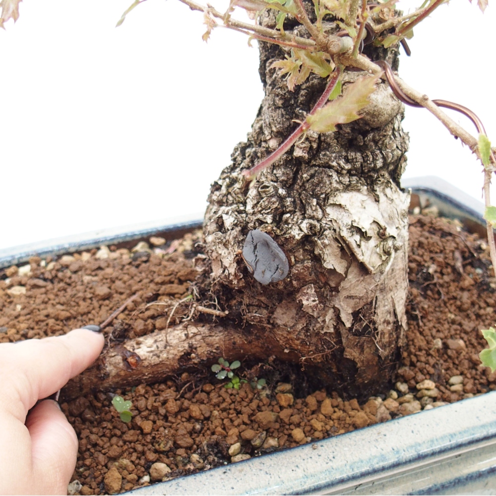 Yamadori - Quercus Ilex - Eichenstechpalme