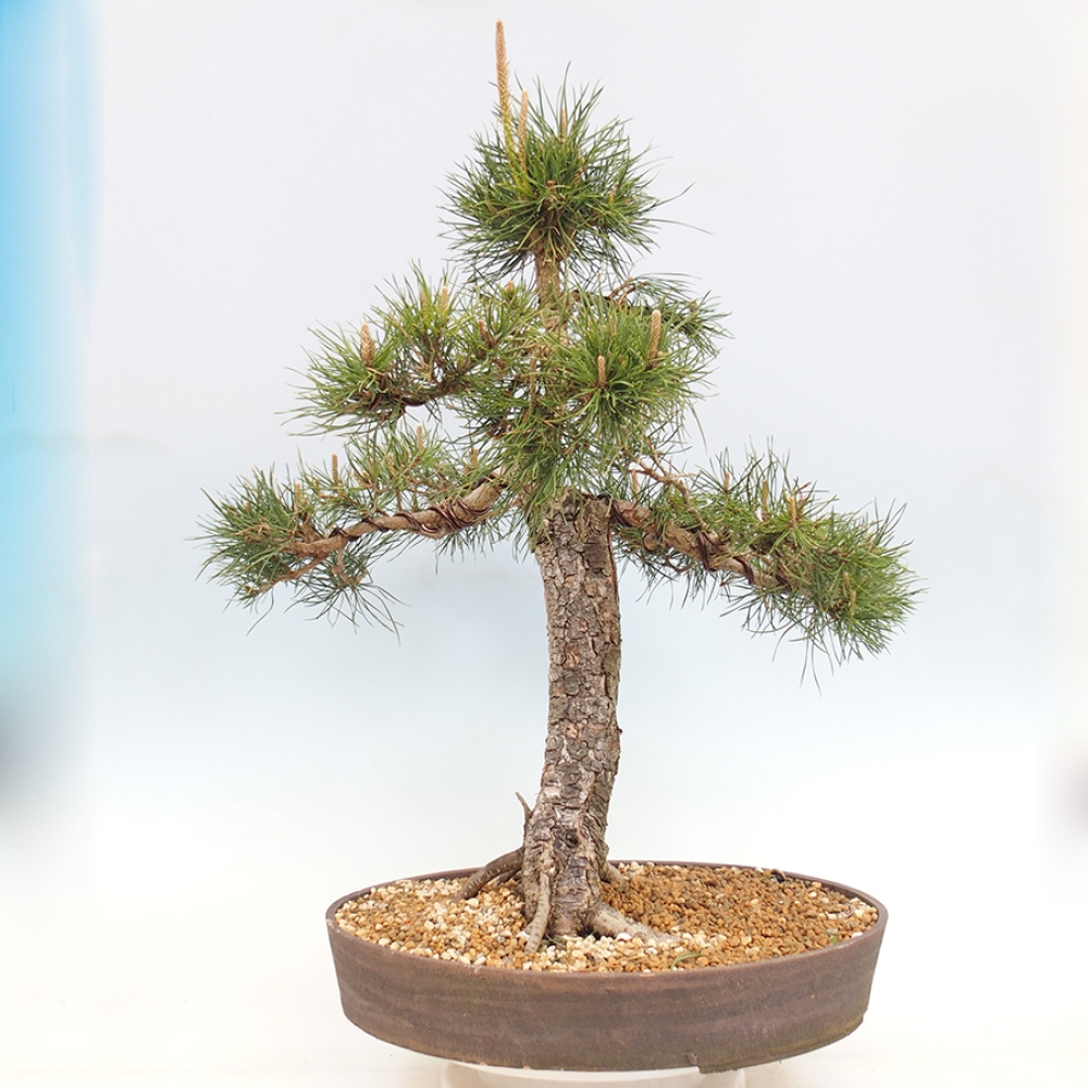 Bonsai für draußen - Pinus thunbergii - Thunberg-Kiefer